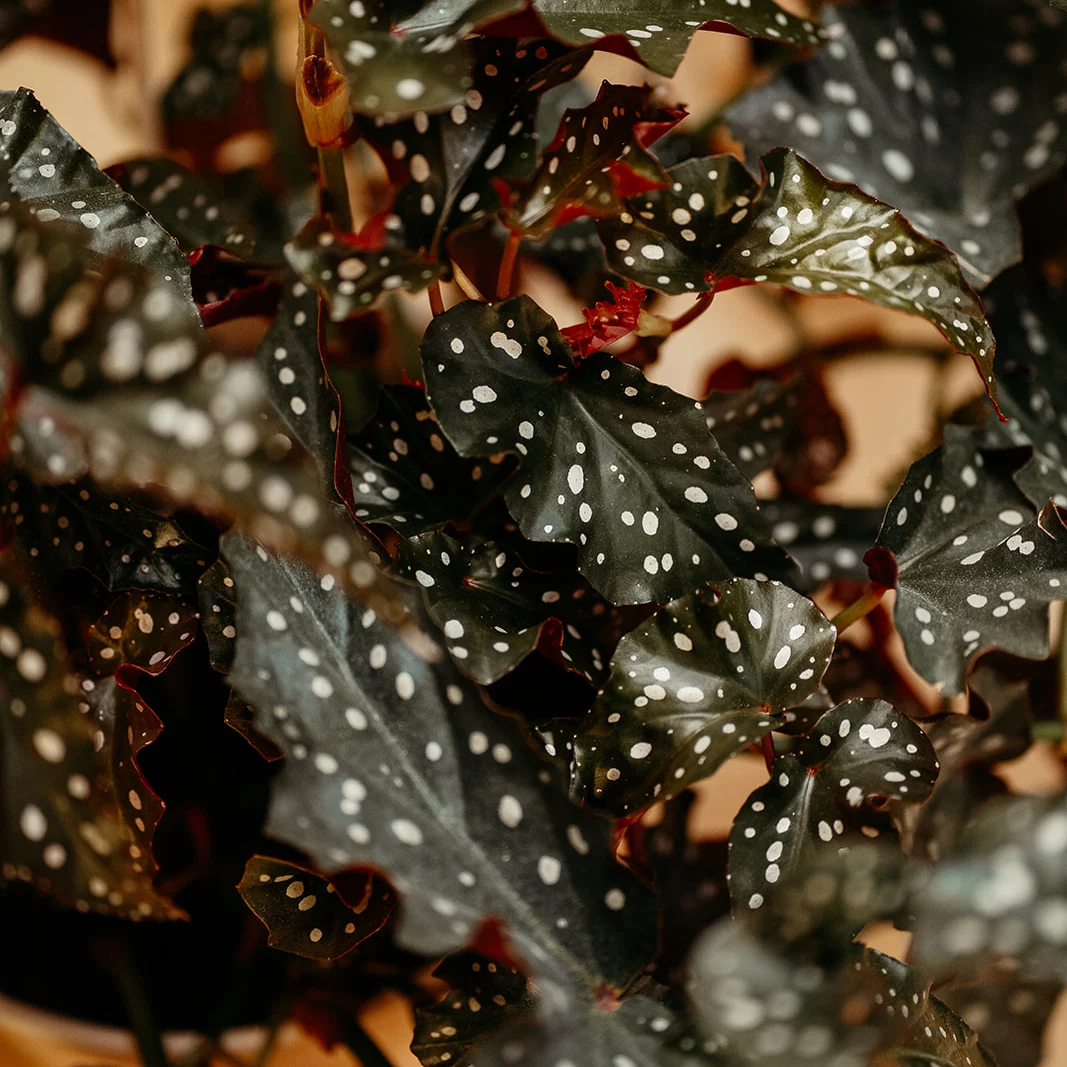Gruppe dunkelgrüner Begonienblätter mit weißen Punkten und roten Stielen.